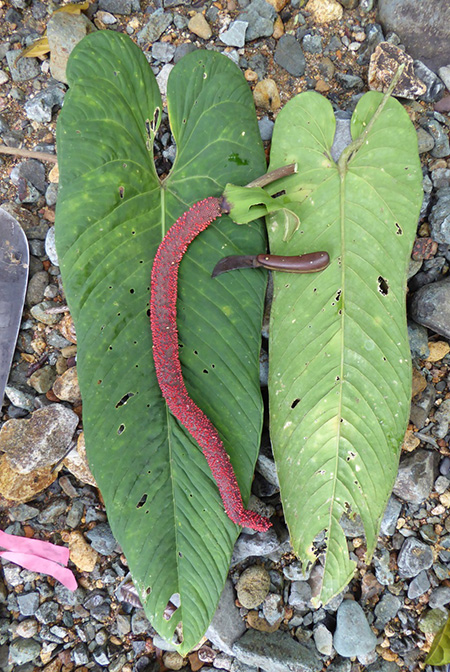 Anthurium panamense