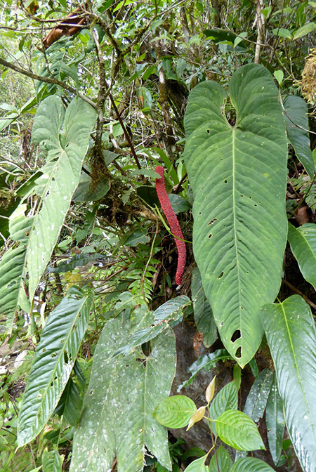 Anthurium panamense