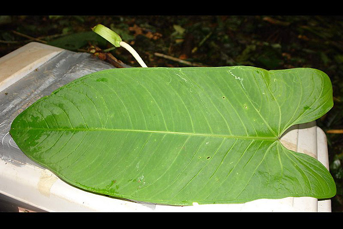 Anthurium panamense