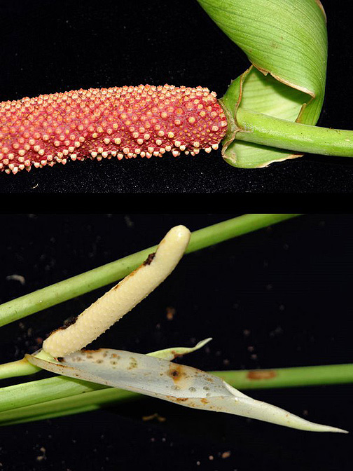 Anthurium panamense