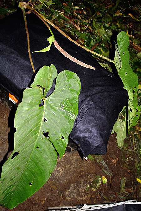 Anthurium panamense