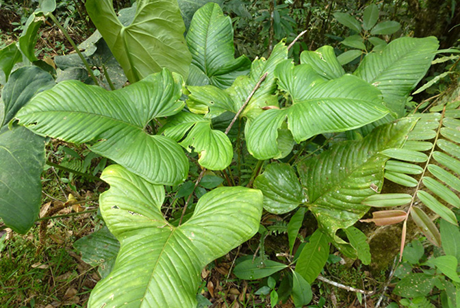 Anthurium panduriforme