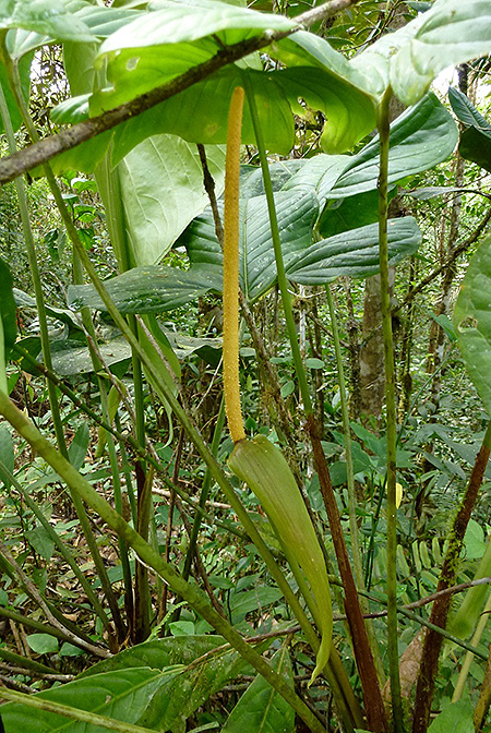 Anthurium panduriforme