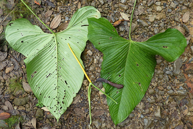 Anthurium panduriforme