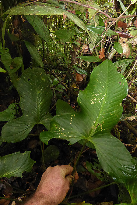 Anthurium panduriforme