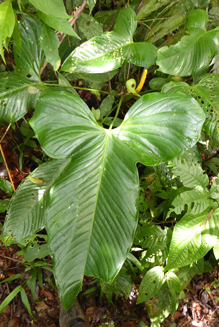 Anthurium panduriforme