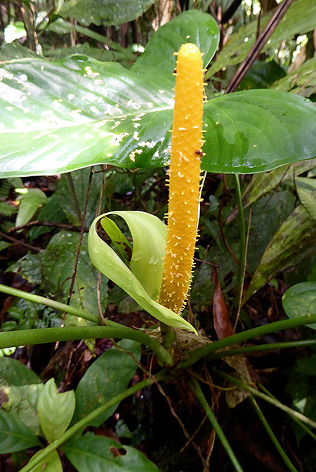 Anthurium panduriforme