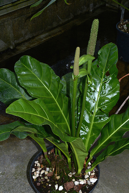 Anthurium paraguayense