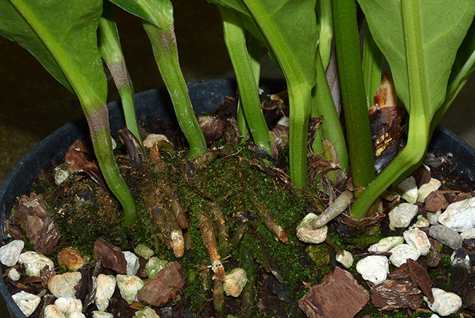 Anthurium paraguayense