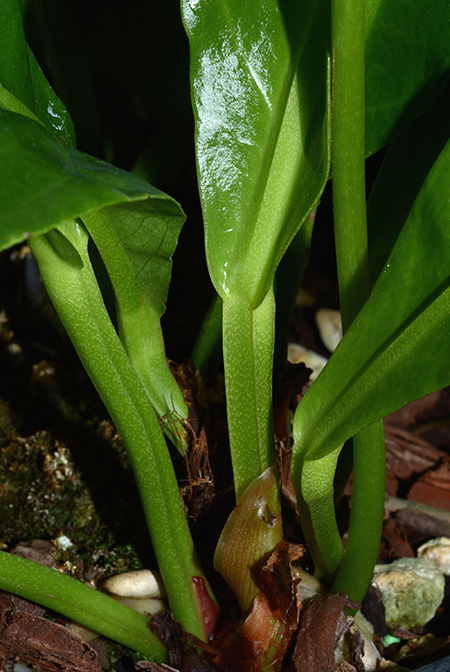 Anthurium paraguayense