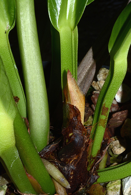Anthurium paraguayense
