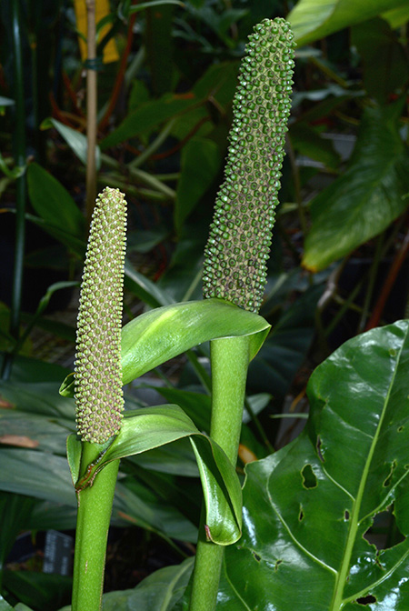 Anthurium paraguayense