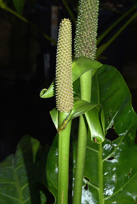 Anthurium paraguayense