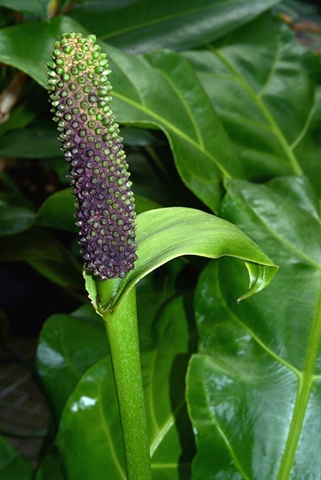 Anthurium paraguayense