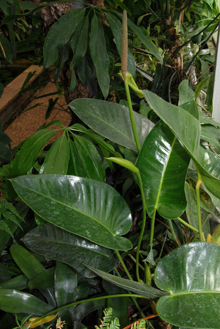 Anthurium parasiticum
