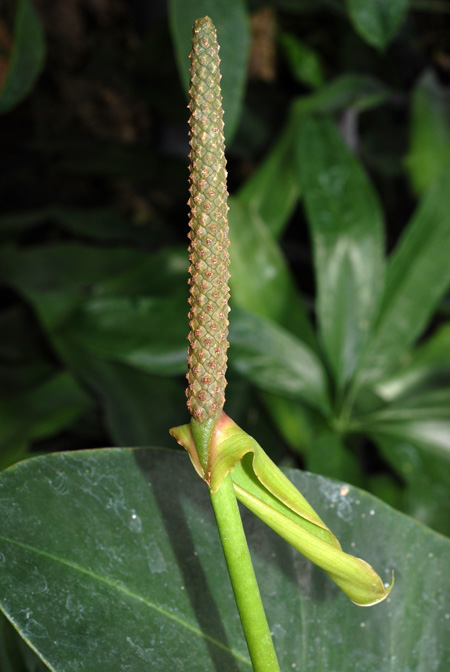 Anthurium parasiticum