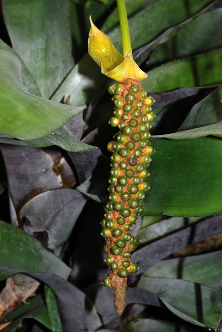 Anthurium parasiticum