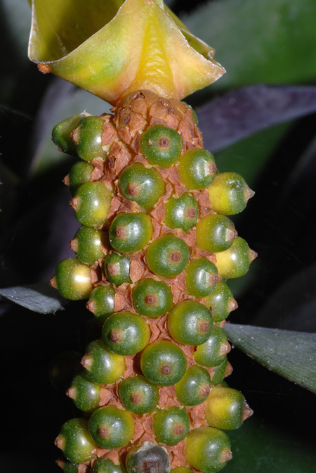 Anthurium parasiticum