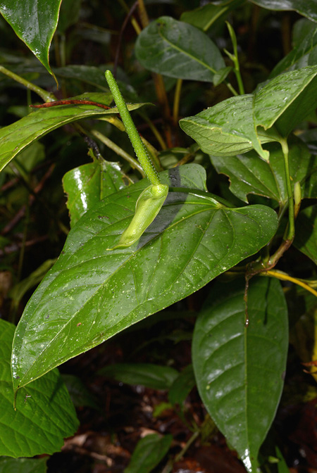 Anthurium patens