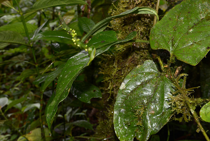 Anthurium patens