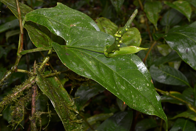 Anthurium patens
