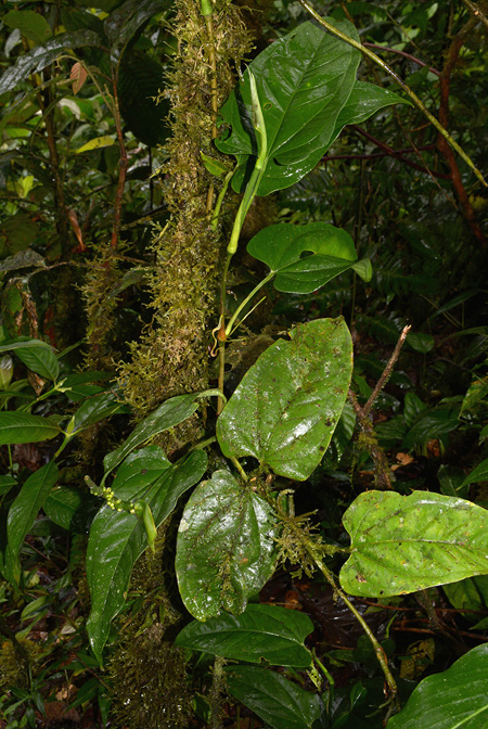 Anthurium patens