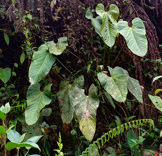 Anthurium patriciaroseroae