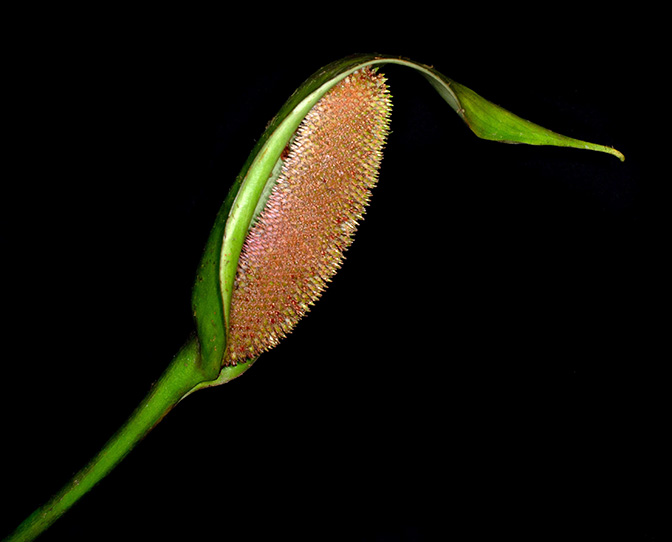 Anthurium patriciaroseroae