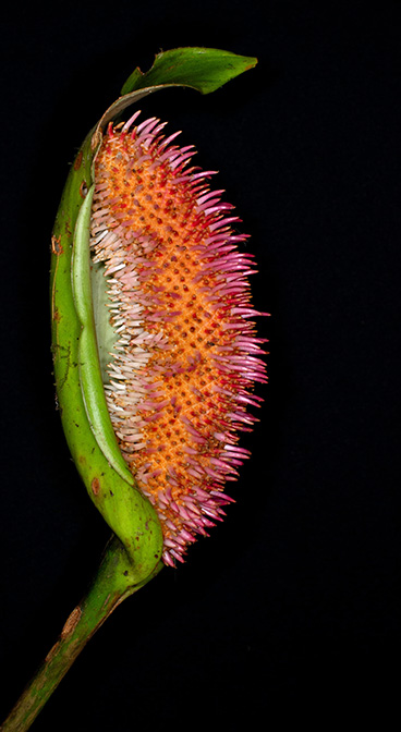 Anthurium patriciaroseroae