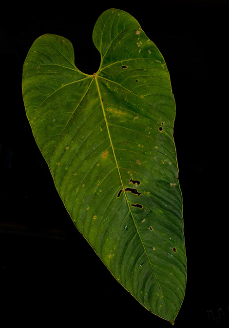 Anthurium patriciaroseroae