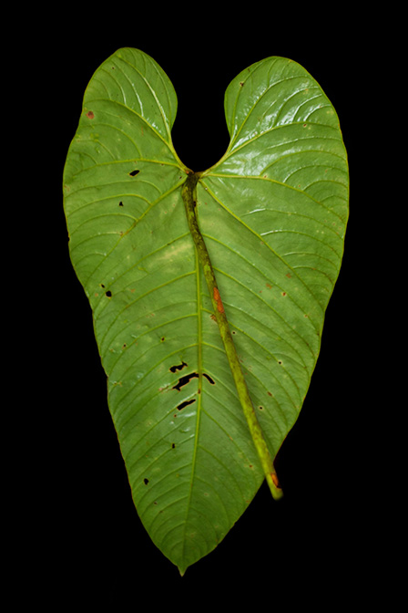 Anthurium patriciaroseroae