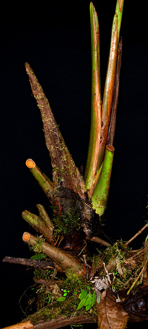 Anthurium patriciaroseroae