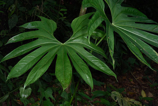 Anthurium pedatoradiatum