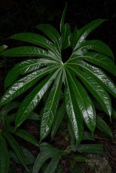 Anthurium pedatoradiatum