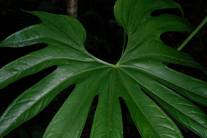 Anthurium pedatoradiatum