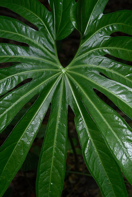 Anthurium pedatoradiatum