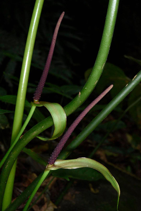 Anthurium pedatoradiatum