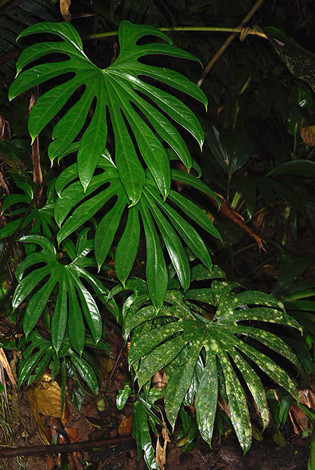 Anthurium pedatoradiatum