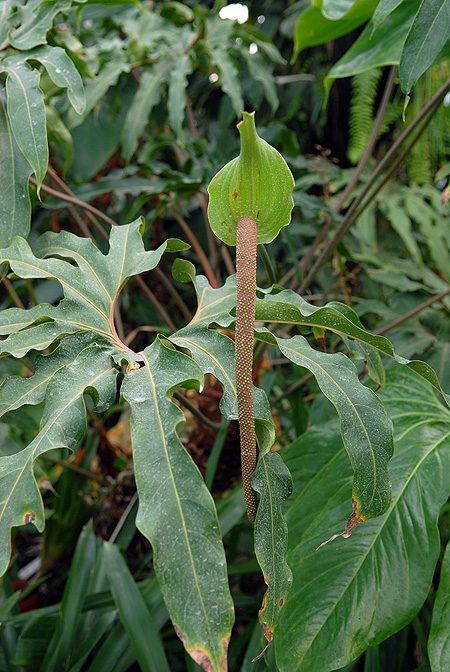 Anthurium pedatum