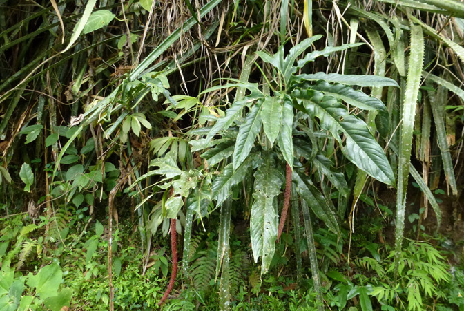 Anthurium pedatum