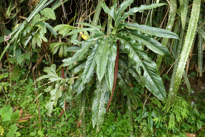 Anthurium pedatum