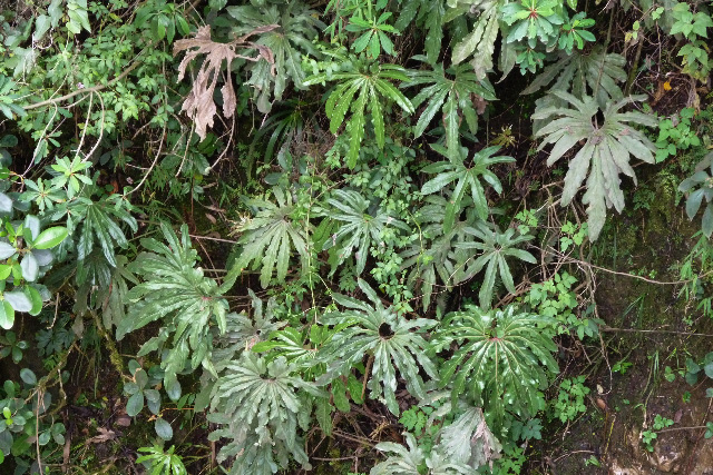 Anthurium pedatum