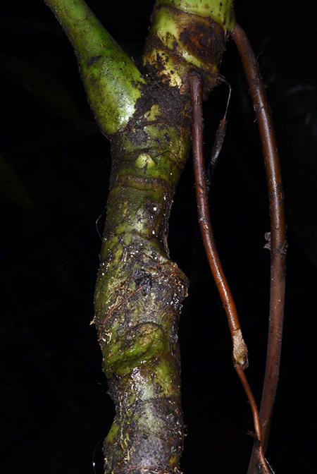 Anthurium peltatum