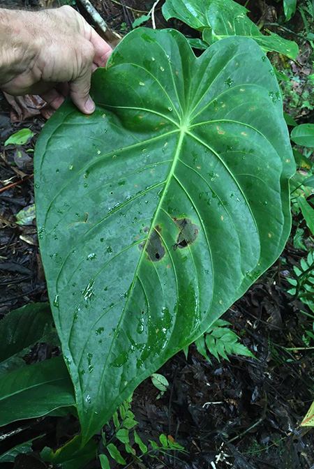 Anthurium peltatum