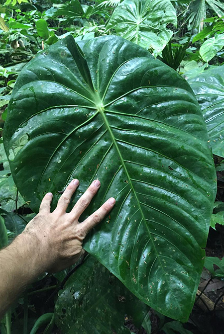 Anthurium peltatum