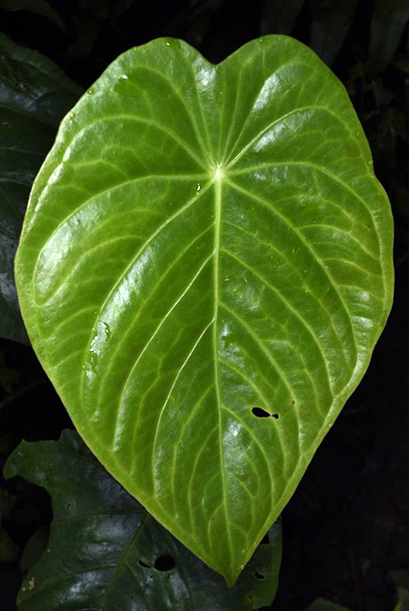 Anthurium peltatum