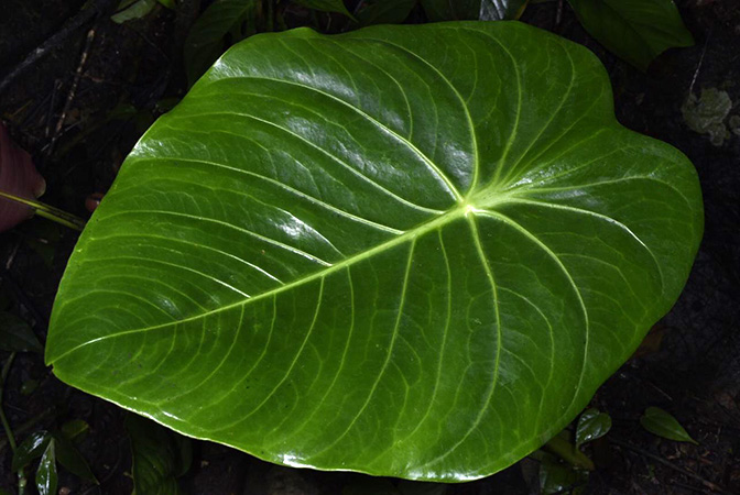 Anthurium peltatum