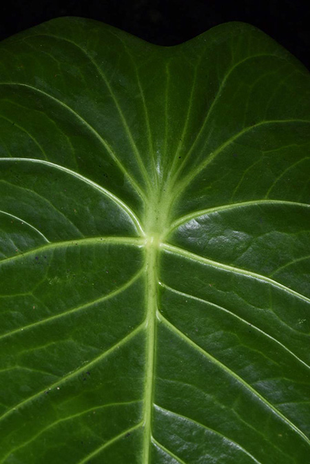 Anthurium peltatum