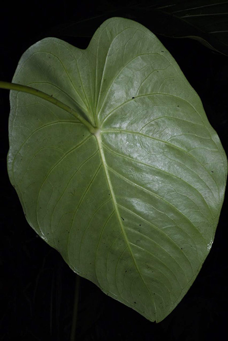 Anthurium peltatum