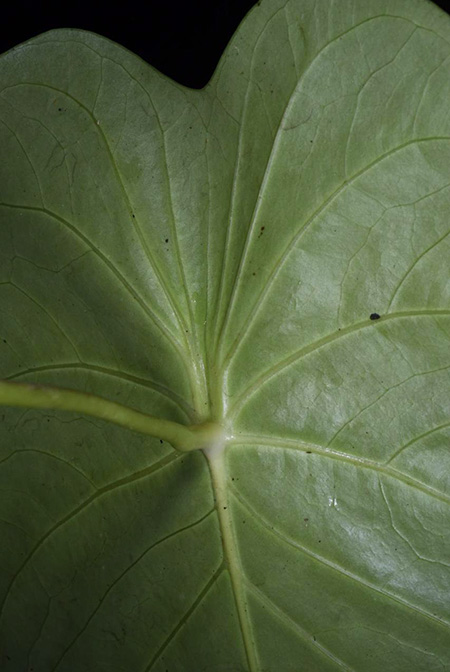 Anthurium peltatum